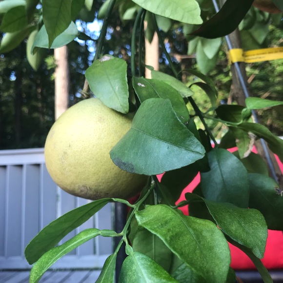 Lace & Lemon Tea Boutique - Picture 5 of 5